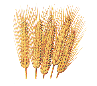 Дрожди за пшенични бири (вайцен)