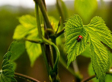 Styrian Dana slovenian hop variety